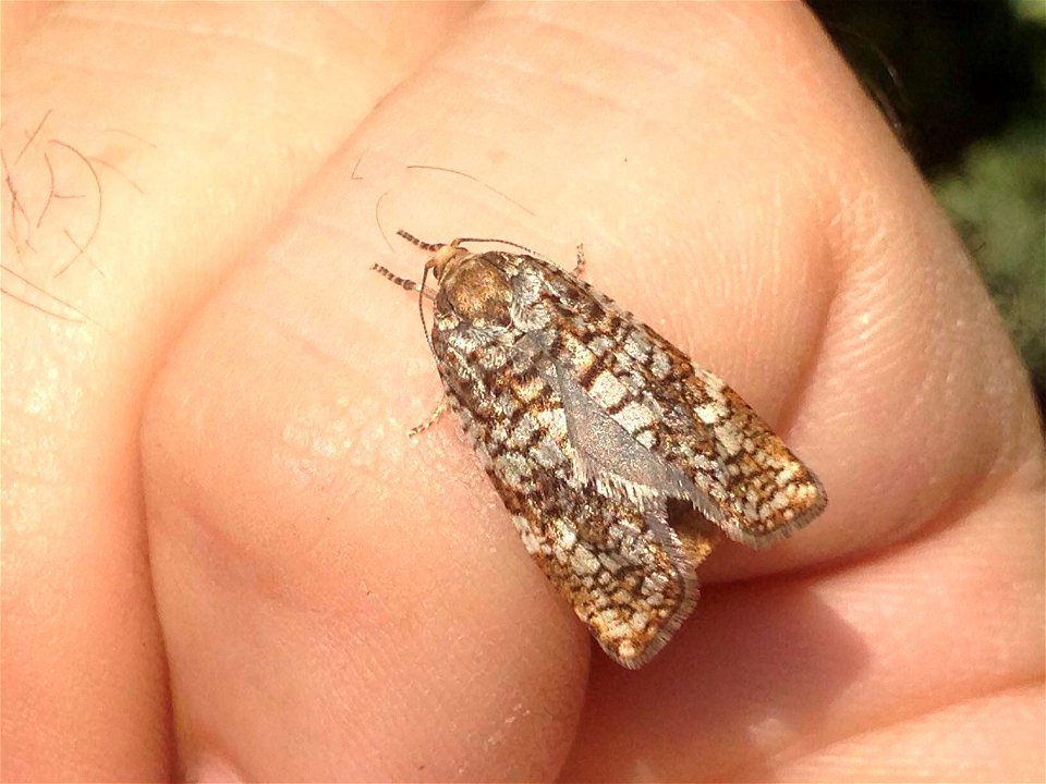 Spruce-budworm-adult-Alaska