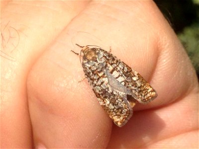 Spruce-budworm-adult-Alaska photo