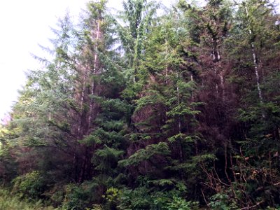 Hemlock-canker-second-growth-Prince-of-Wales-Is-Tongass-2 photo