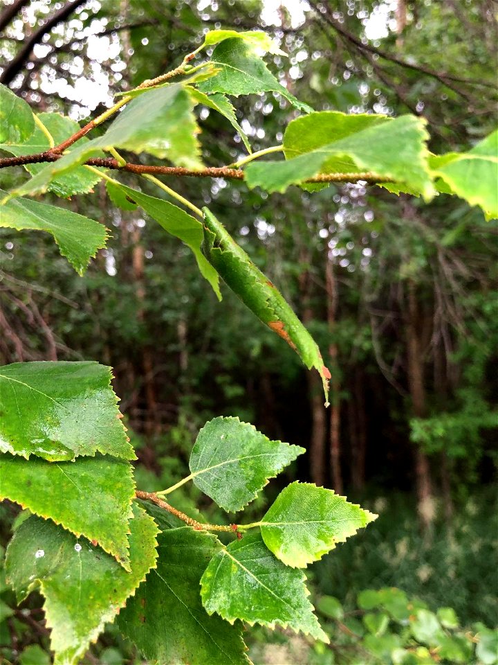 Birch-leafroller-damage-Alaska
