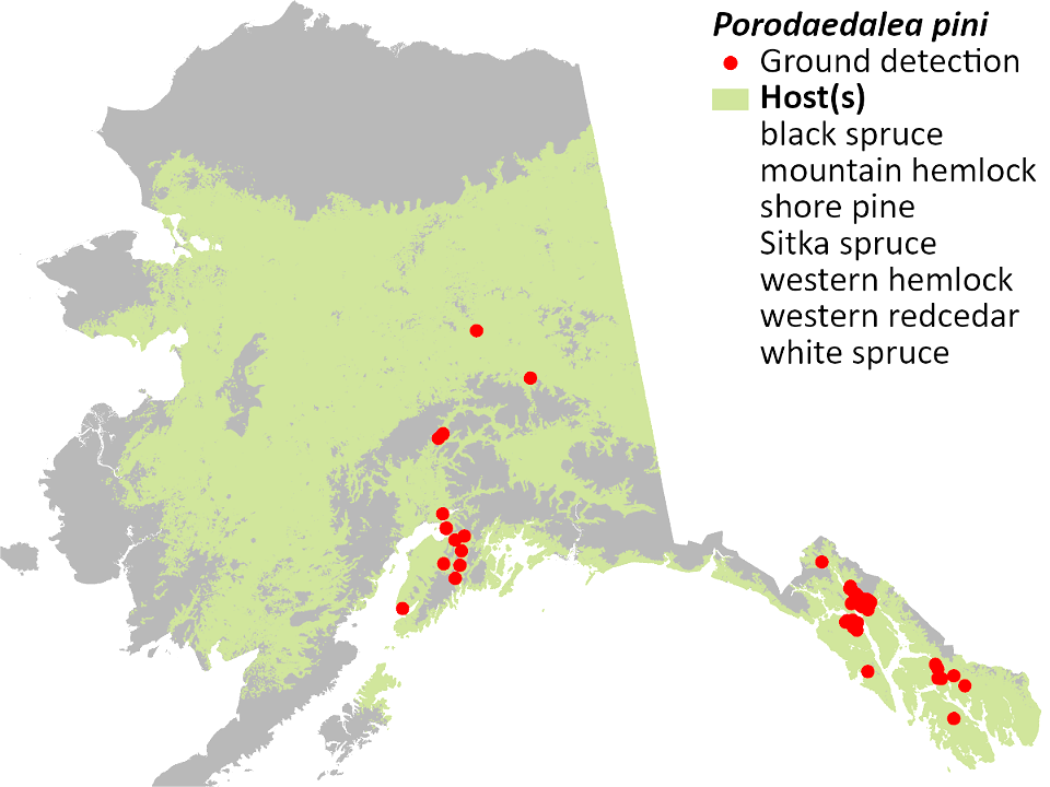 Porodaedalea-pini-detection-map-2022-Alaska
