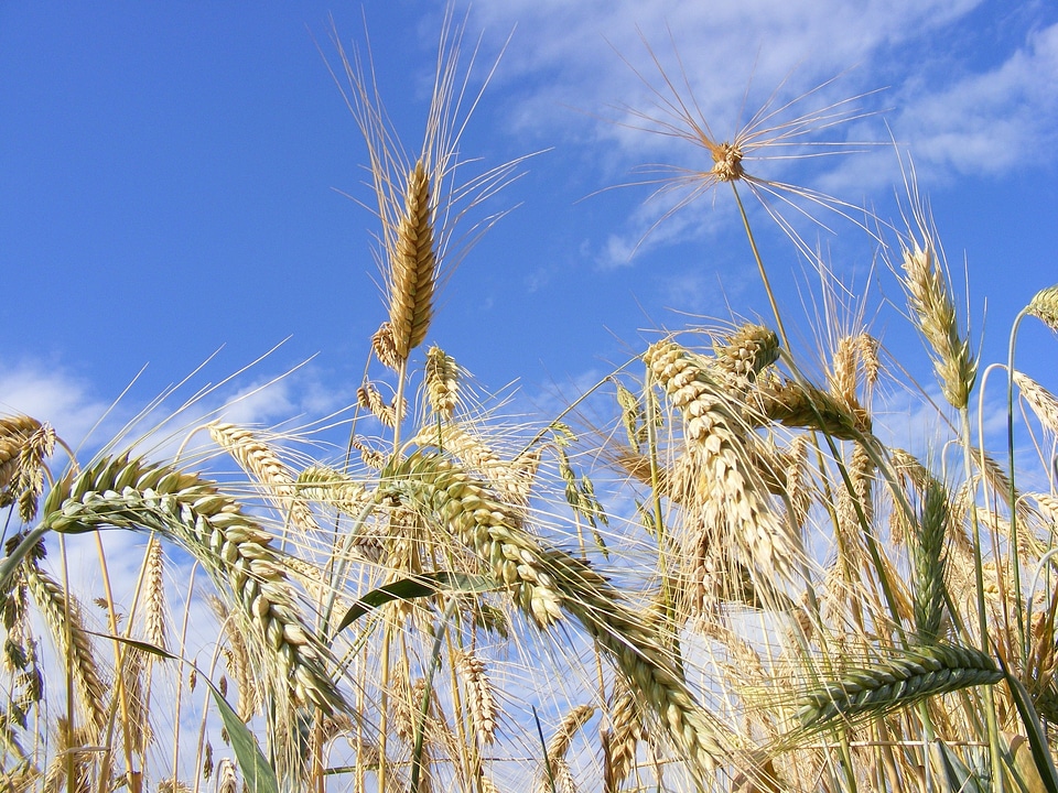 Agriculture Bread Cereals