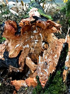 Mycelial-mats-snapped-Sitka-spruce-Tongass