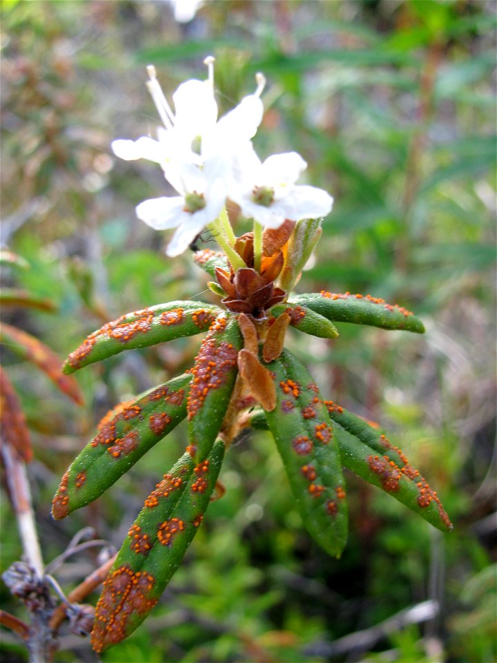 Spruce-needle-rust-Labrador-tea-Juneau-Tongass-1
