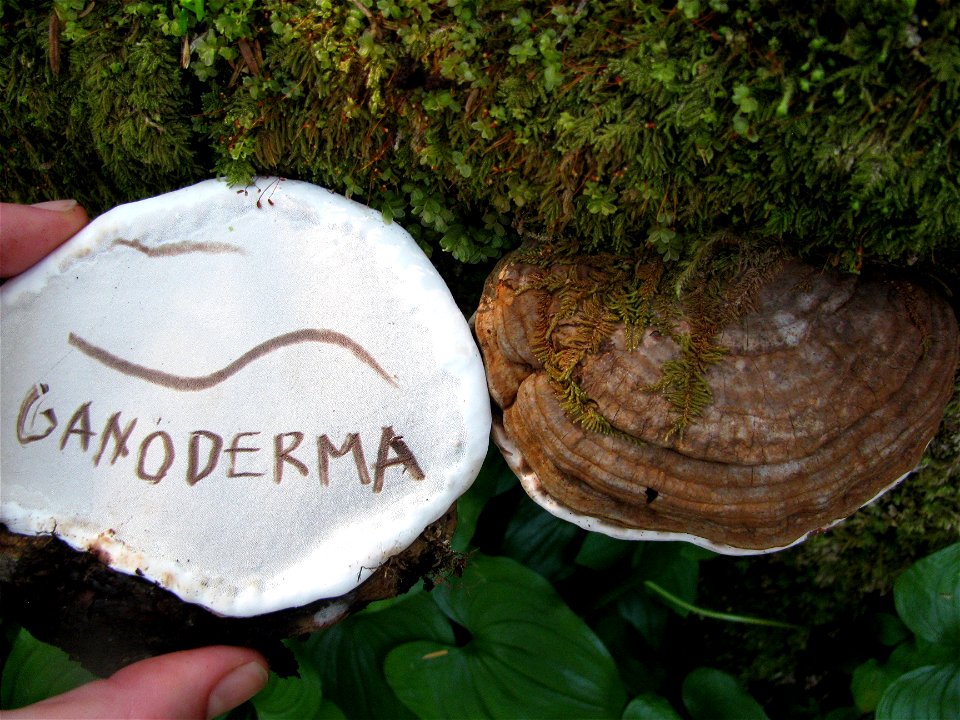 Ganoderma-applanatum-Tongass-2