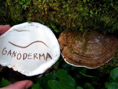 Ganoderma-applanatum-Tongass-2