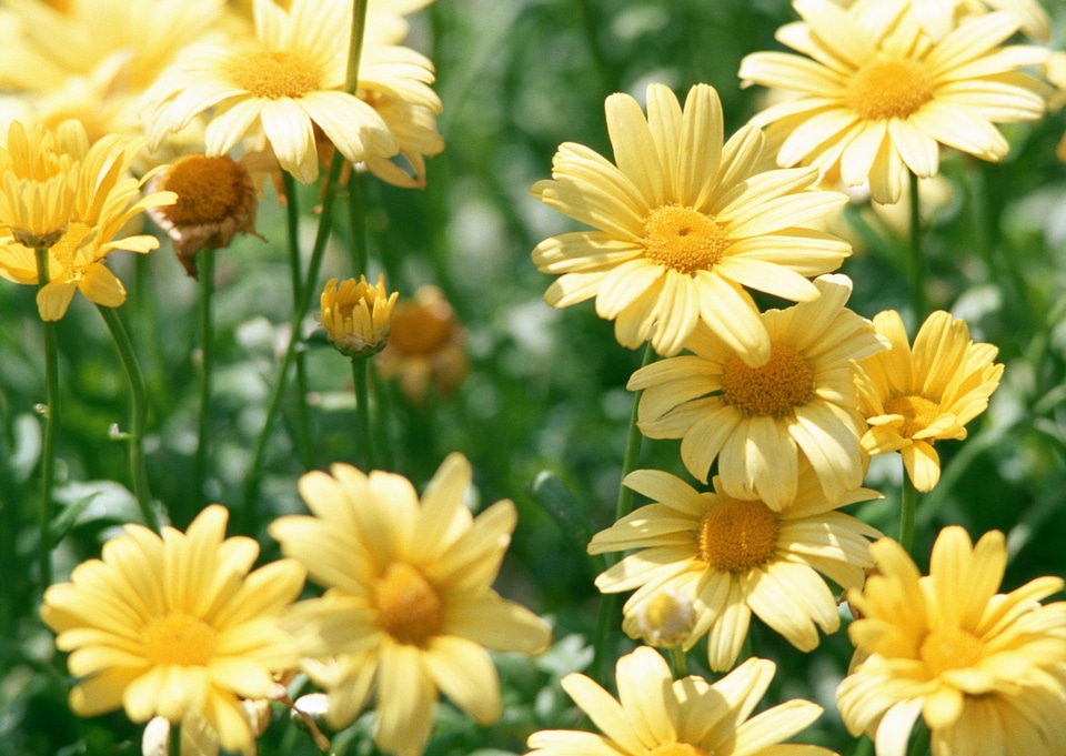 Yellow daisy flowers