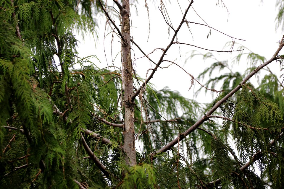 Western-redcedar-topkill-bole-woundsPrince-of-Wales-Island-Tongass-2