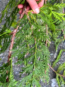 Cedar-leaf-blight-western-redcedar-Prince-of-Wales-Island-2022-TongassNF-2