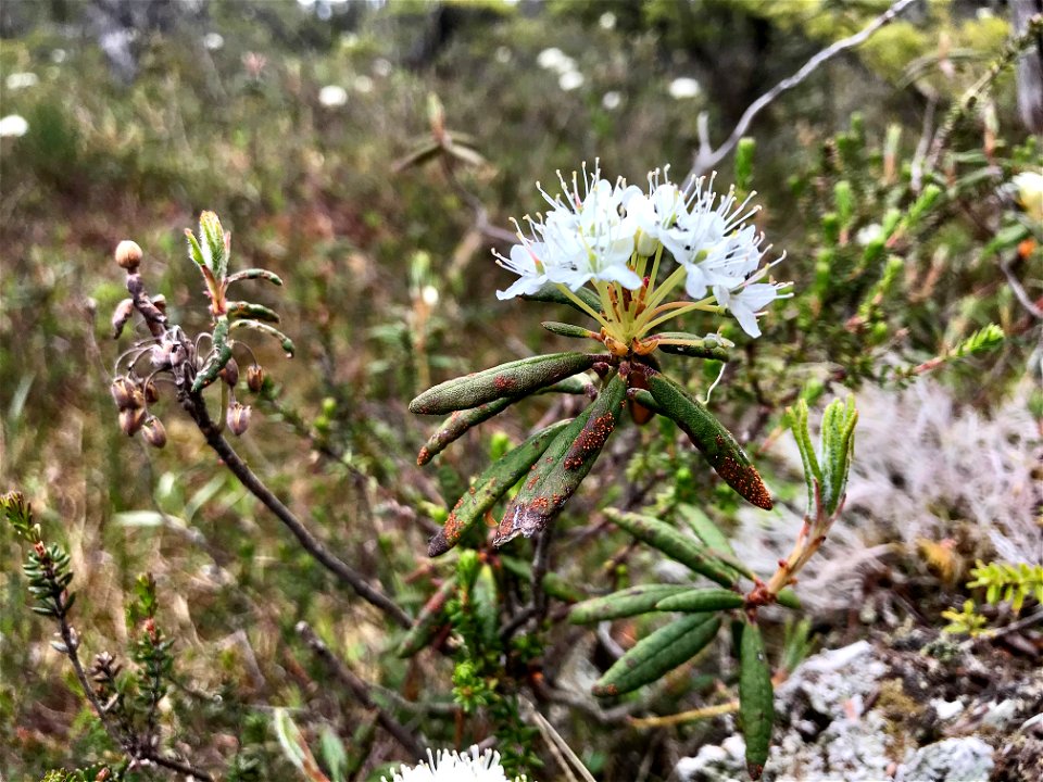 Spruce-needle-rust-Labrador-tea-Juneau-Tongass-2