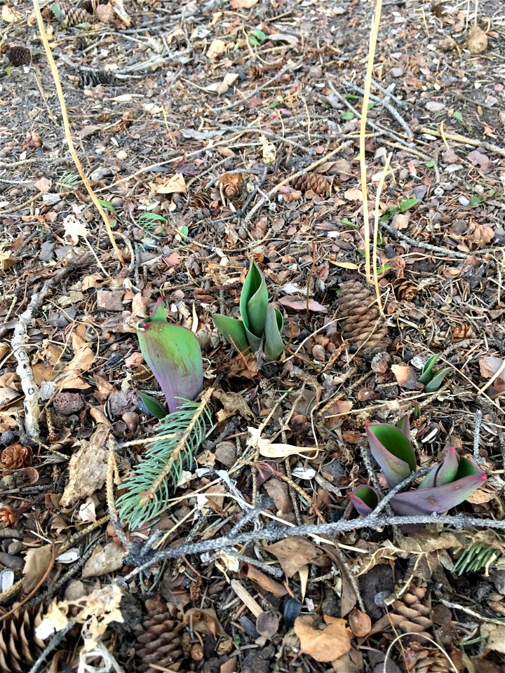 Tulips are coming up