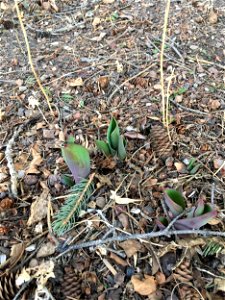 Tulips are coming up