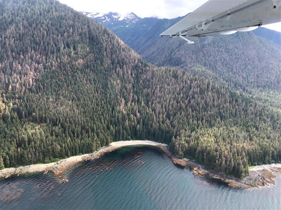 Western-blackheaded-budworm-damage-ADS-2021-Tongass-1