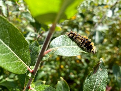 Rusty-tussock-moth-caterpillar-GDS-2020-Alaska photo