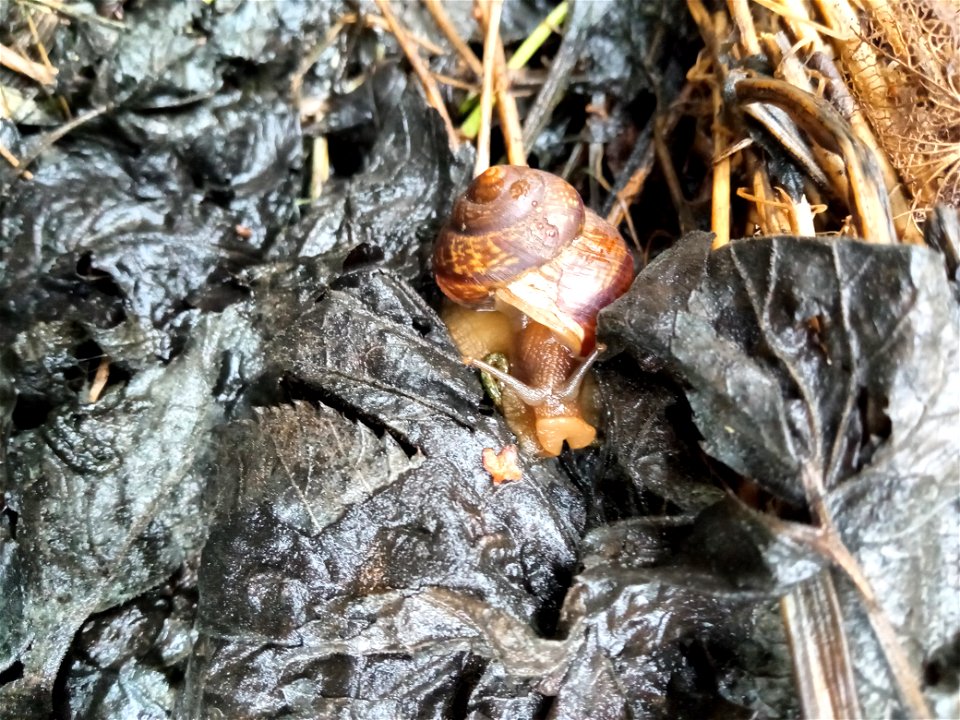 Snail
