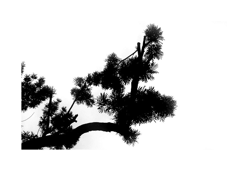 Tree branch silhouette