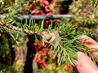 Rusty-tussock-moth-female-DenaliSP-2020-Alaska-SBrannoch-01 photo