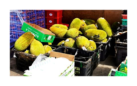 Fresh jackfruits in the market photo