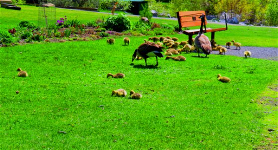 At the Goose Daycare Centre