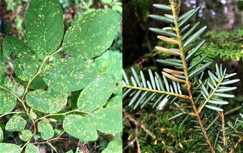 Hemlock-blueberry-rust-Naohidemyces-vaccinii-blueberry-and-hemlock-Tongass photo