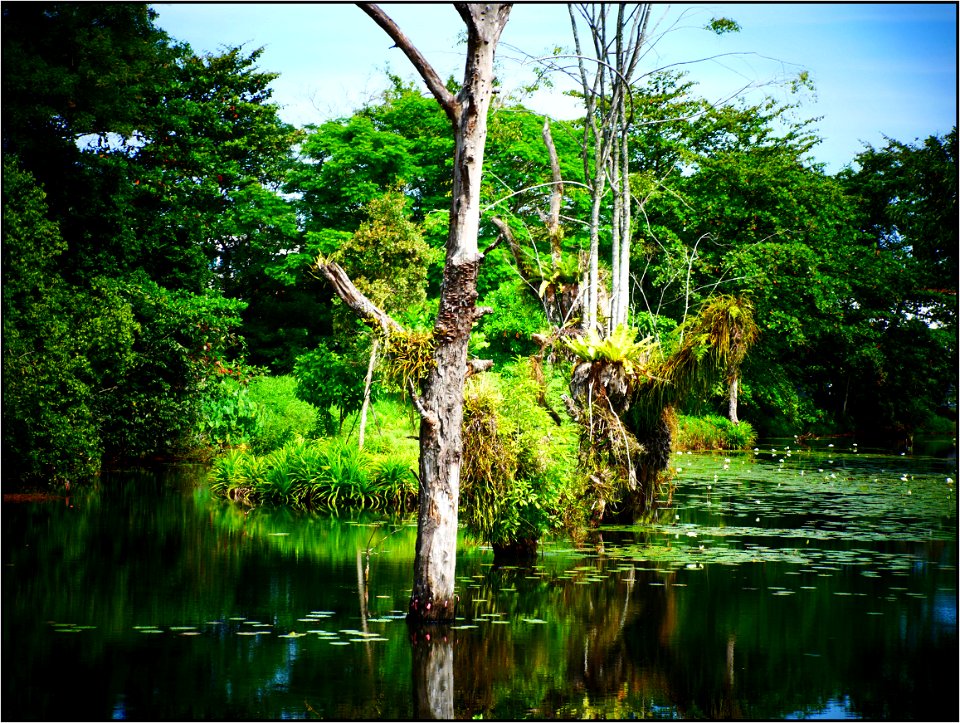 Hempstead Wetlands park