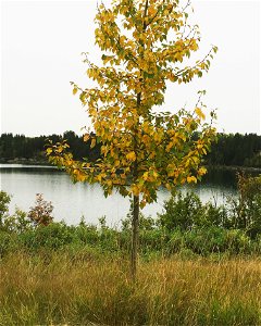 Autumn Colours at Glenmore Park