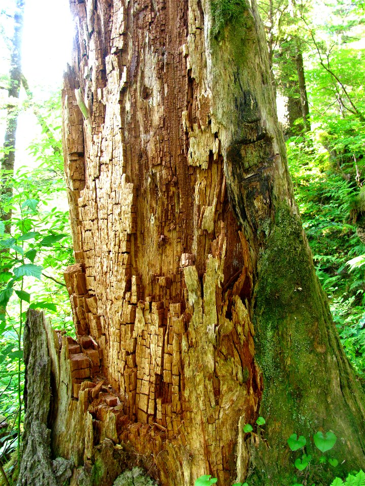 Conifer-stem-decay-brown-rot-Tongass-1