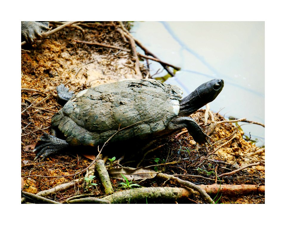 Mud covered tortoise