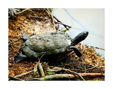Mud covered tortoise photo
