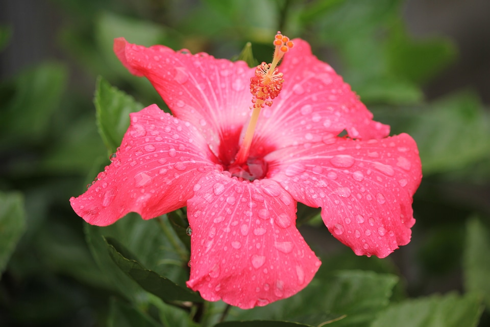 Pink Hibiscus Flower
