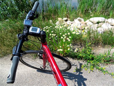 Wildflowers and my bike