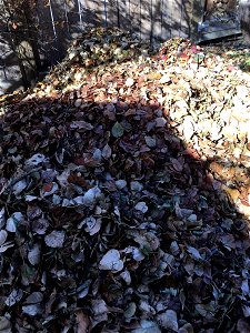 An abundant supply of leaves