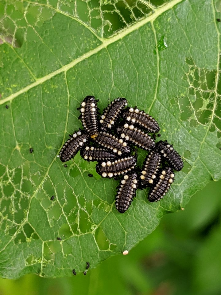 Chrysomelid-leaf-beetle-willow-Alaska-FHPstaffphoto