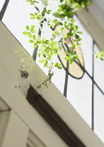Window decorated with green leaves