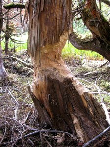Beaver-damage-yellow-cedar-Tongass photo