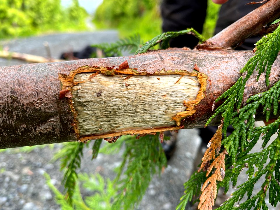 Western-redcedar-fresh-wound-Prince-of-Wales-Tongass-2