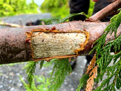 Western-redcedar-fresh-wound-Prince-of-Wales-Tongass-2