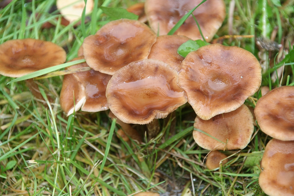 Water grass brown mushroom
