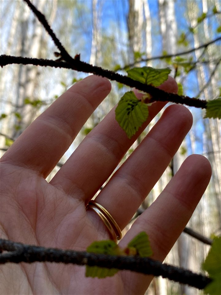 Birch-aphid-budbreak-Fairbanks-2020-Alaska-2