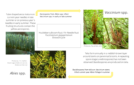 Huckleberry-broom-rust-Pucciniastrum-goeppertianum-lifecycle-Alaska