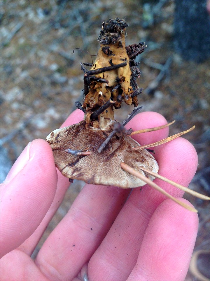 Tomentosa-conk-shore-pine-Haines-Alaska-3