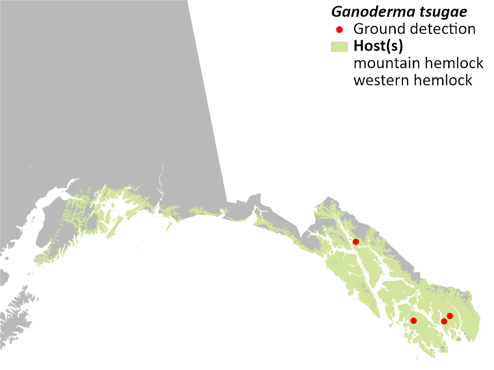 Ganoderma tsugae-Varnish-Conk-Detection-Map-2022-Alaska