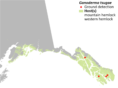 Ganoderma tsugae-Varnish-Conk-Detection-Map-2022-Alaska photo