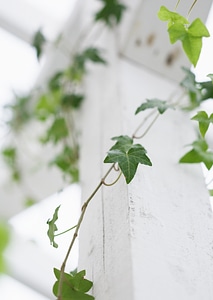 ivy on wood - Background photo