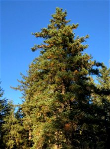 Spruce-discoloration-2018-Tongass-4 photo