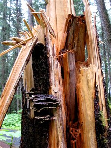 Phaeolus-schweinitzii-broken-stem-Tongass-1