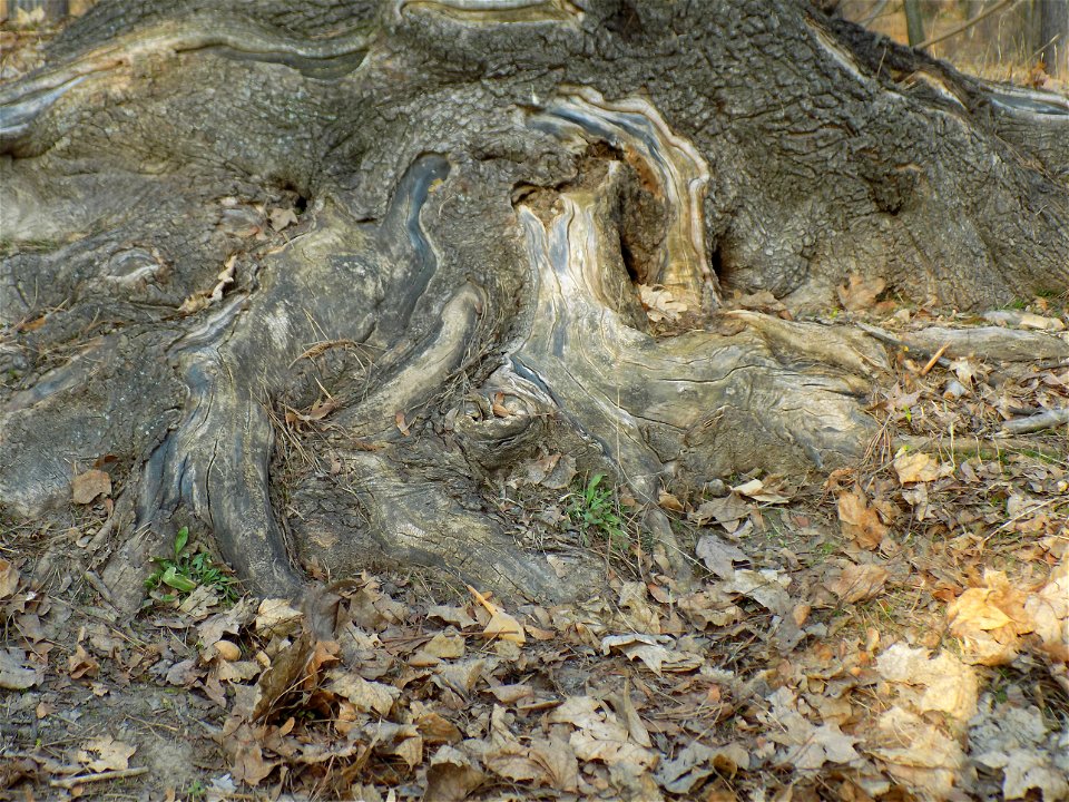 Hryshko National Botanical Garden