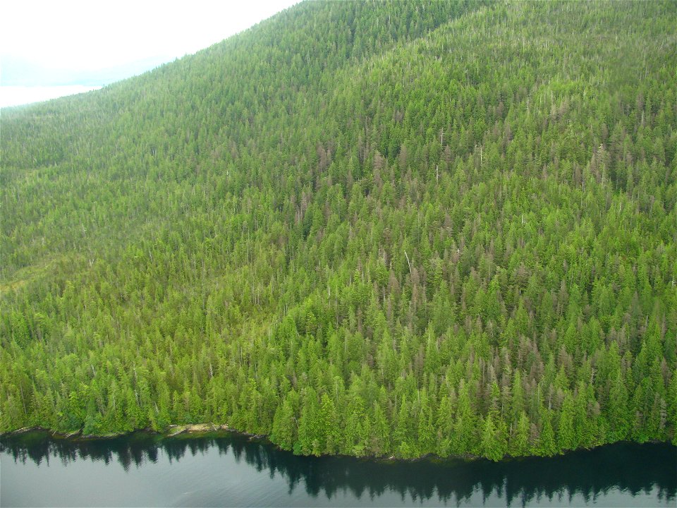hemlock-sawfly-defoliation-from-air-2012-Tongass