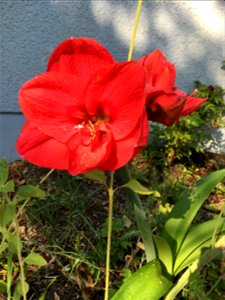 Amaryllis is liking the heat