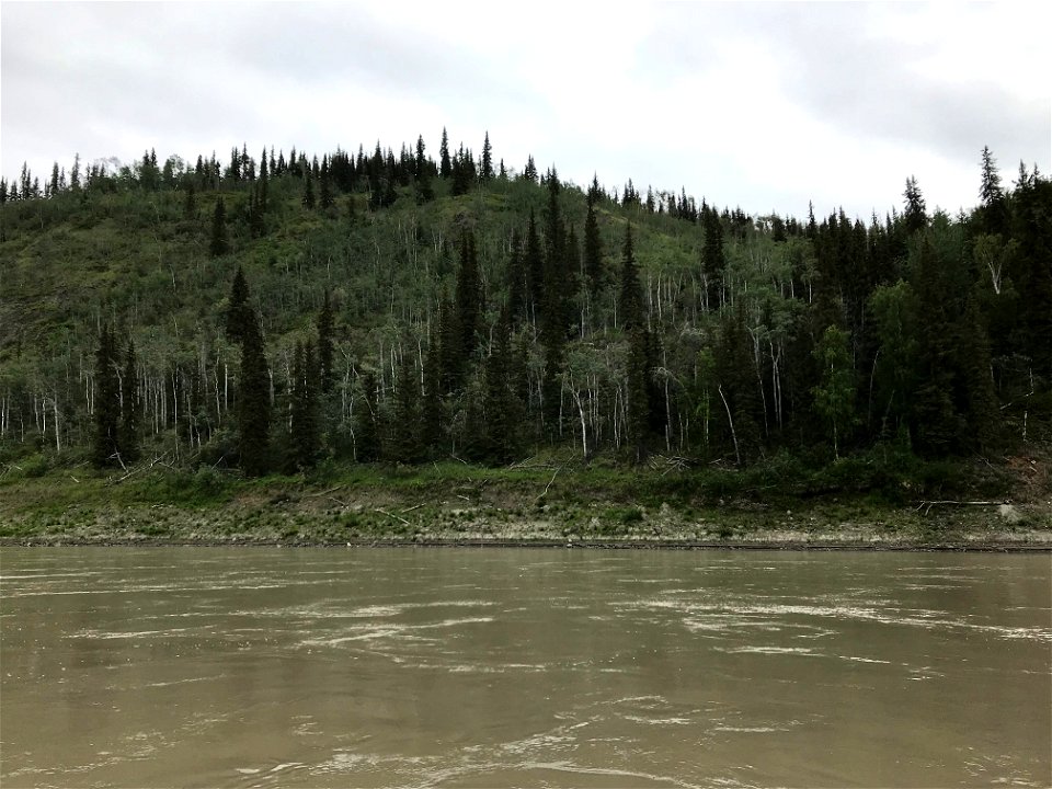 Aspen-running-canker-Upper-Yukon-River-Alaska